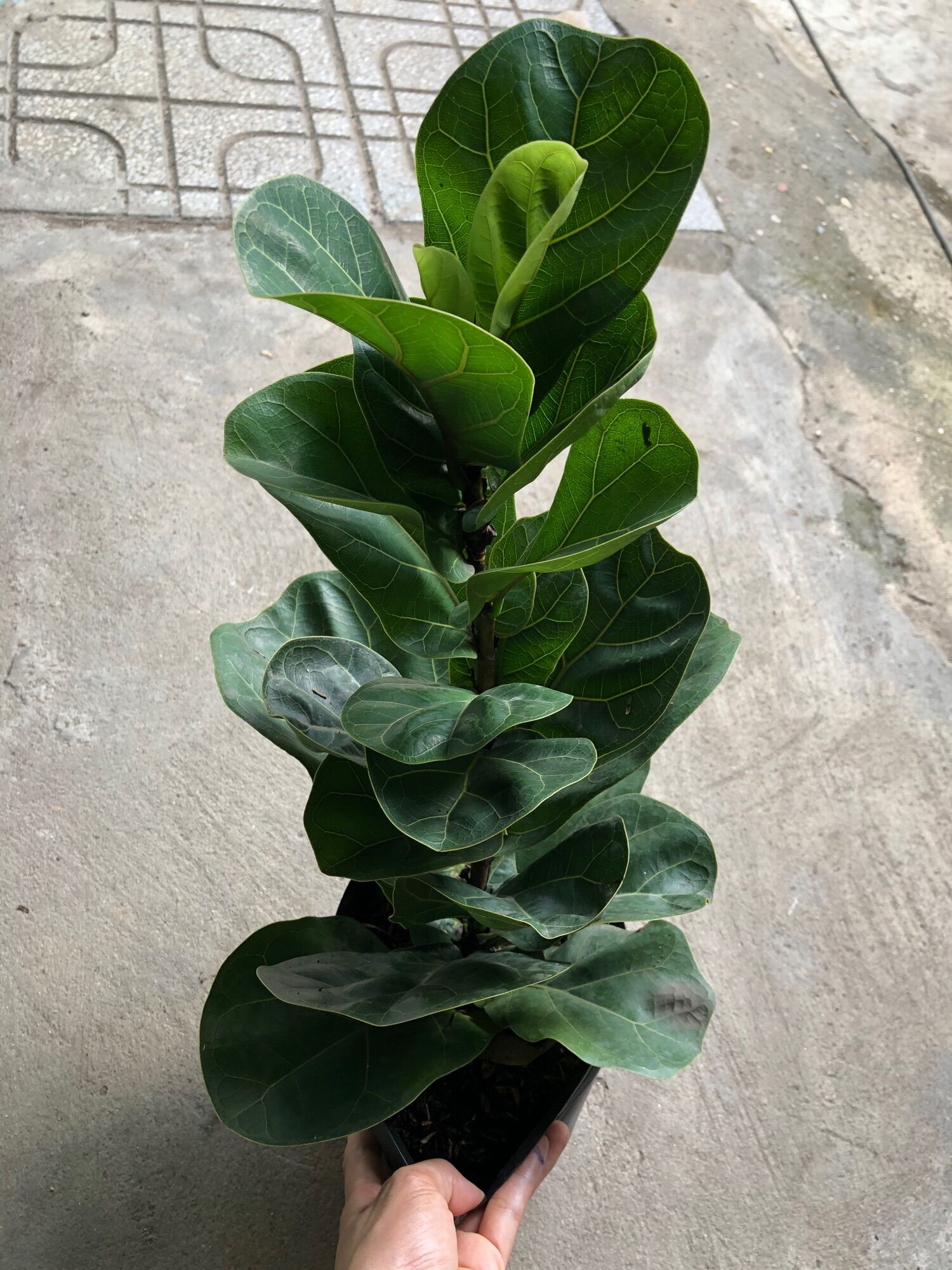 Cây bàng Singapore lá nhỏ