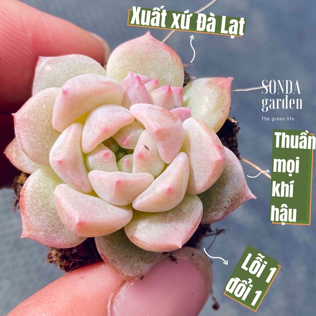 Sen đá dù hồng size mini siêu khỏe đẹp lỗi 1 đổi 1