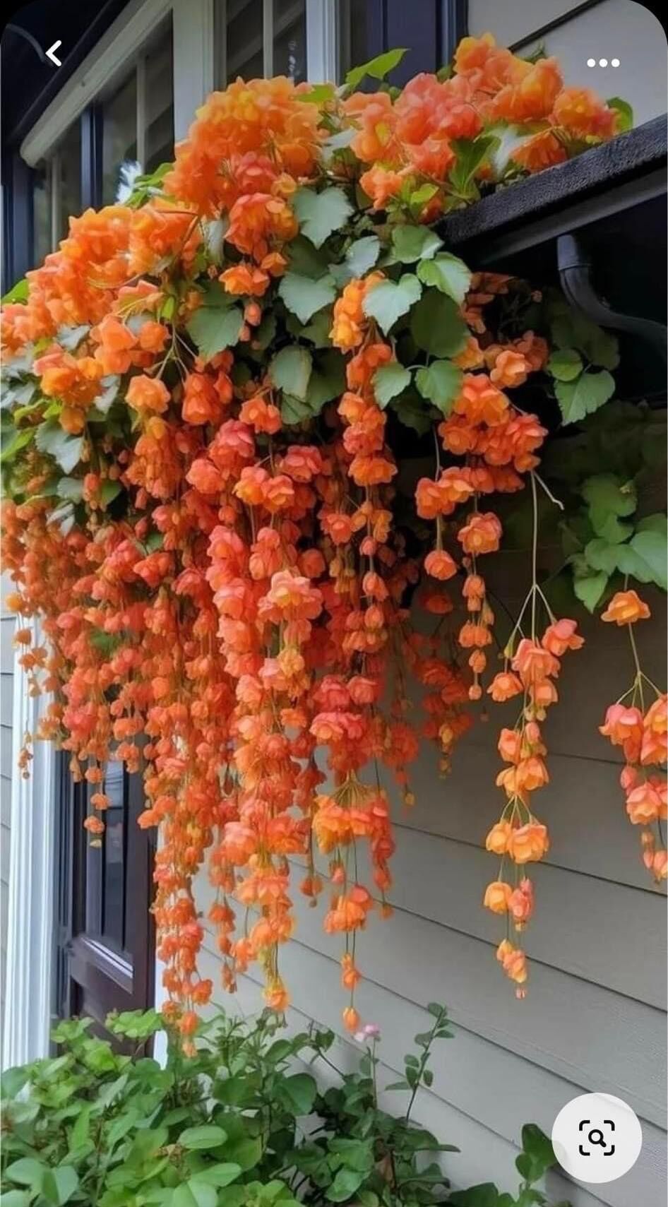Hạt giống hoa chuông gió(1 gói 200h đủ màu)