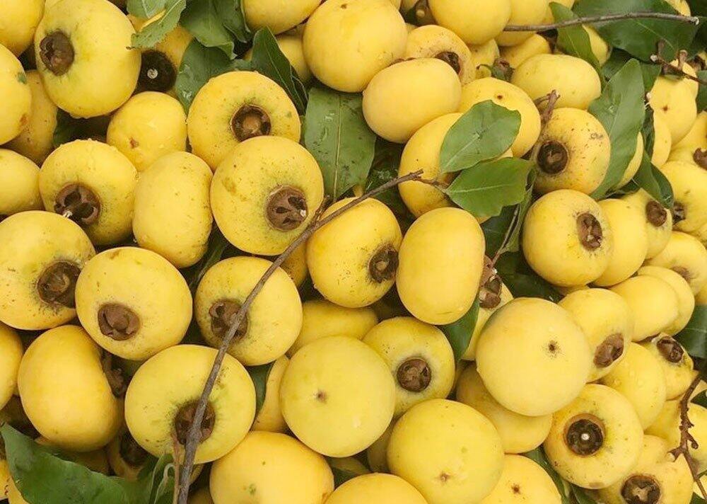 CÂY GIỐNG THỊ