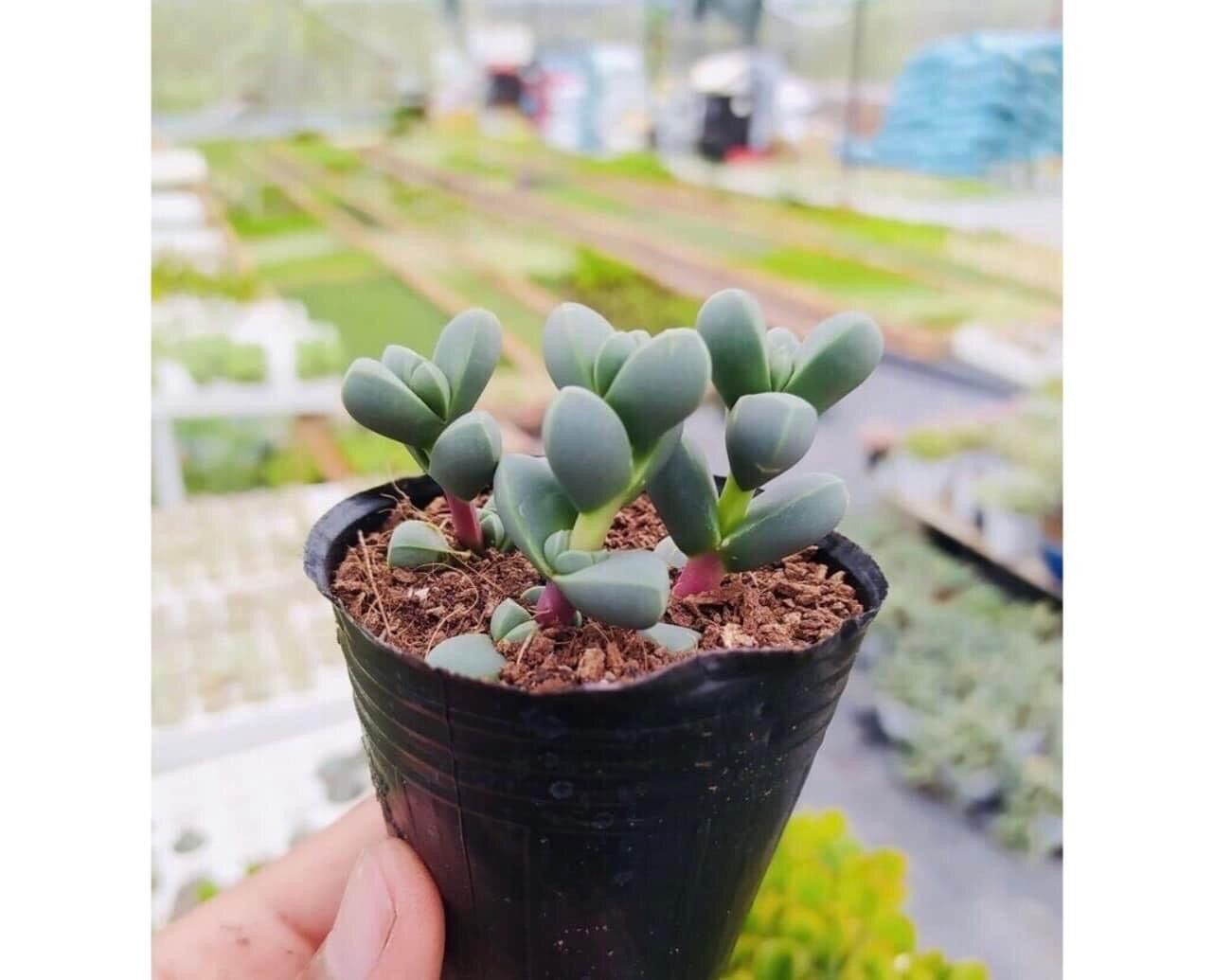 Sen lá tim cute size bầu