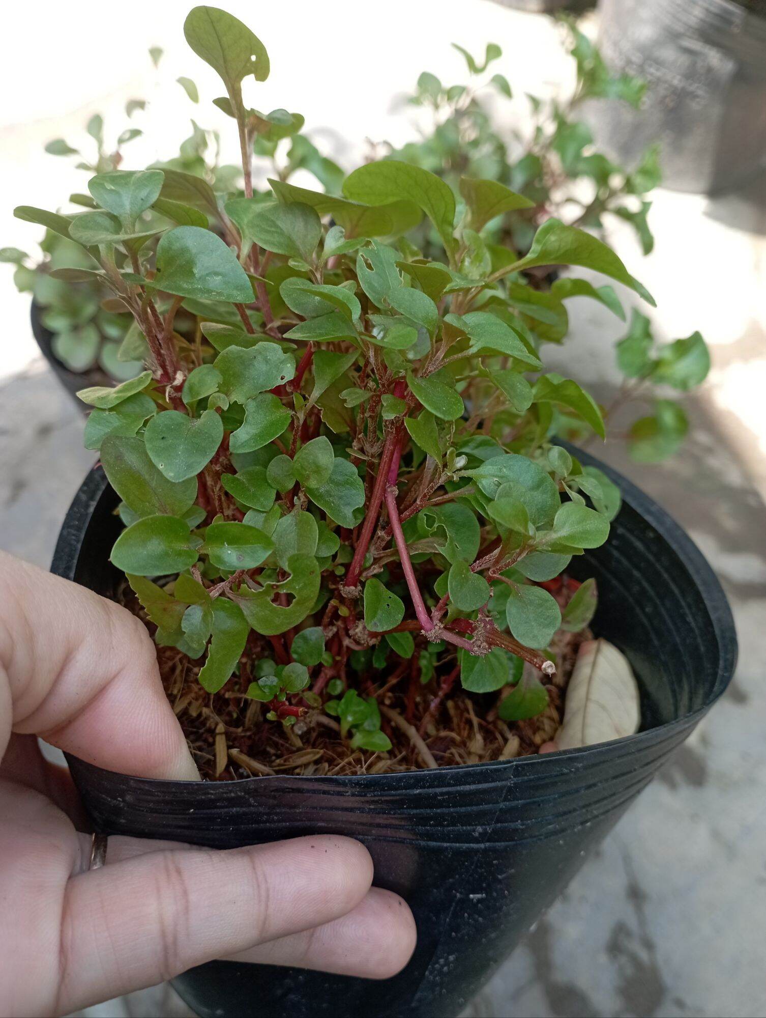 Cây giống Cải Xà Lách Xoong tím, cải xoong nhật