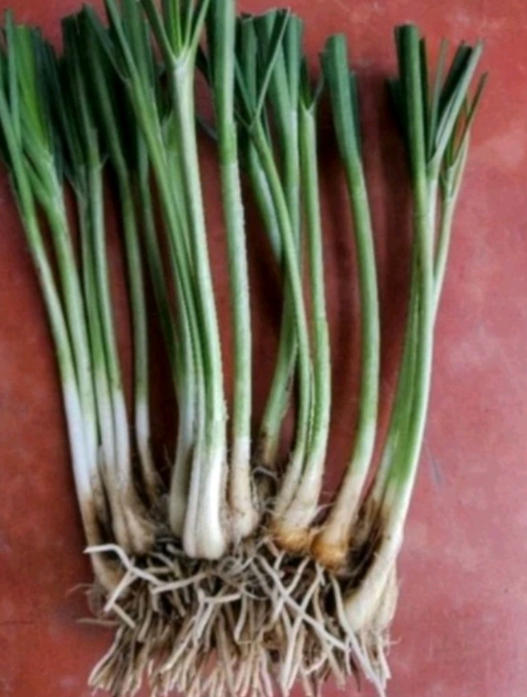 20 Củ Hẹ ( hẹ ta )