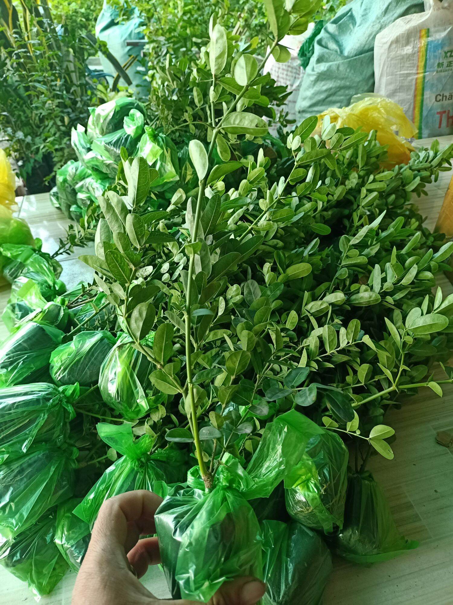combo 2 cây siro giống