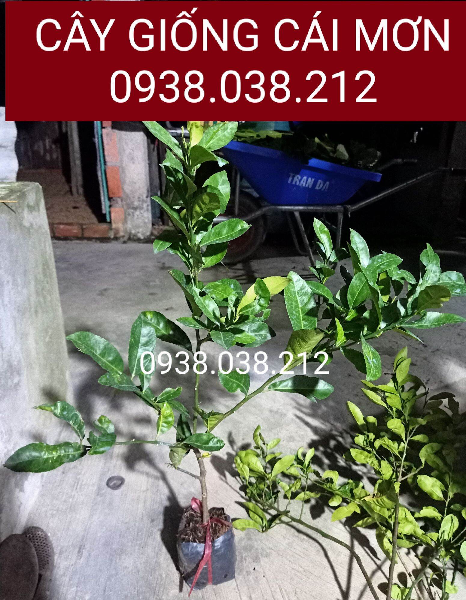 CÂY GIỐNG CHANH ĐÀO CHIẾT CÀNH ( CHUẨN F1)