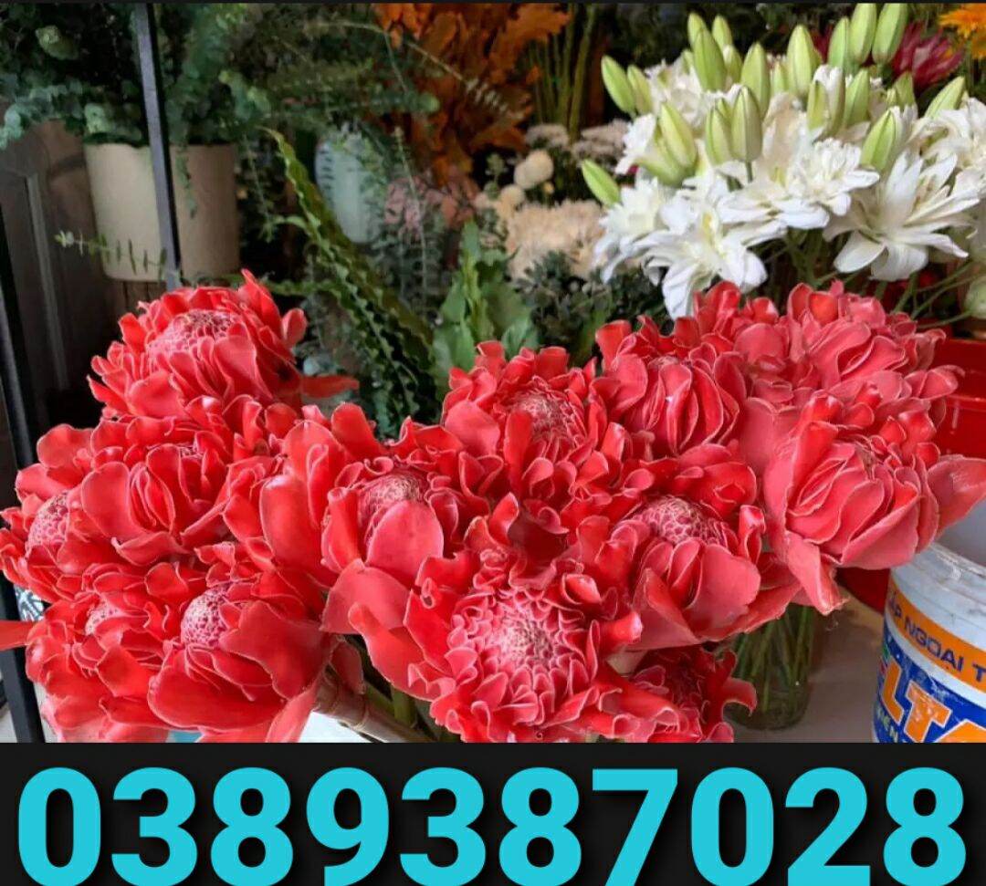 2 cây sen đa lộc,sen đất, cao khoảng 50cm