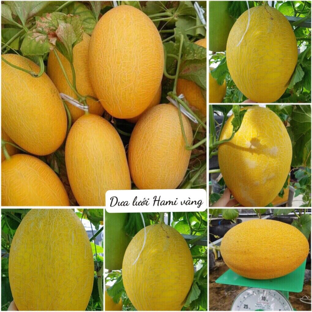 HẠT GIỐng DƯA LƯỚI HAMI NHẬP KHẨU