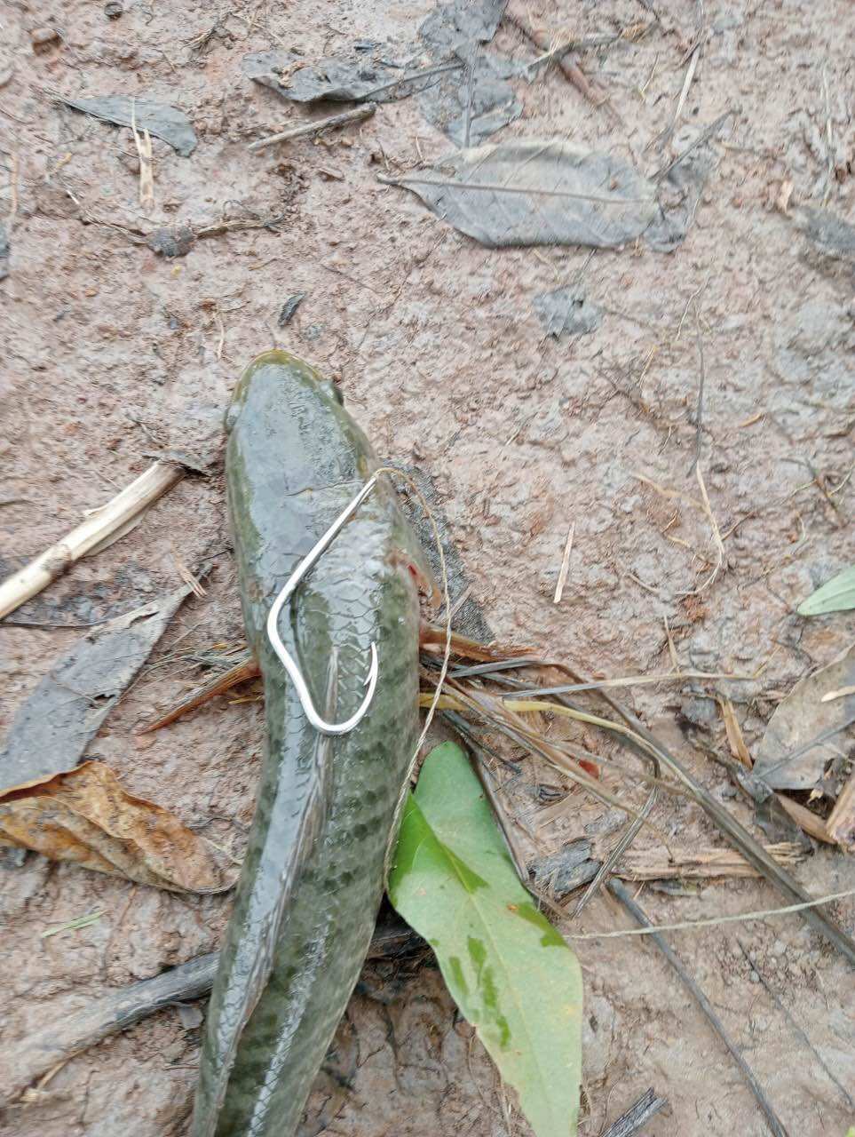 Lưỡi câu lure cá lóc mẫu số 3, cọng 2,4ly, dài 6 phân