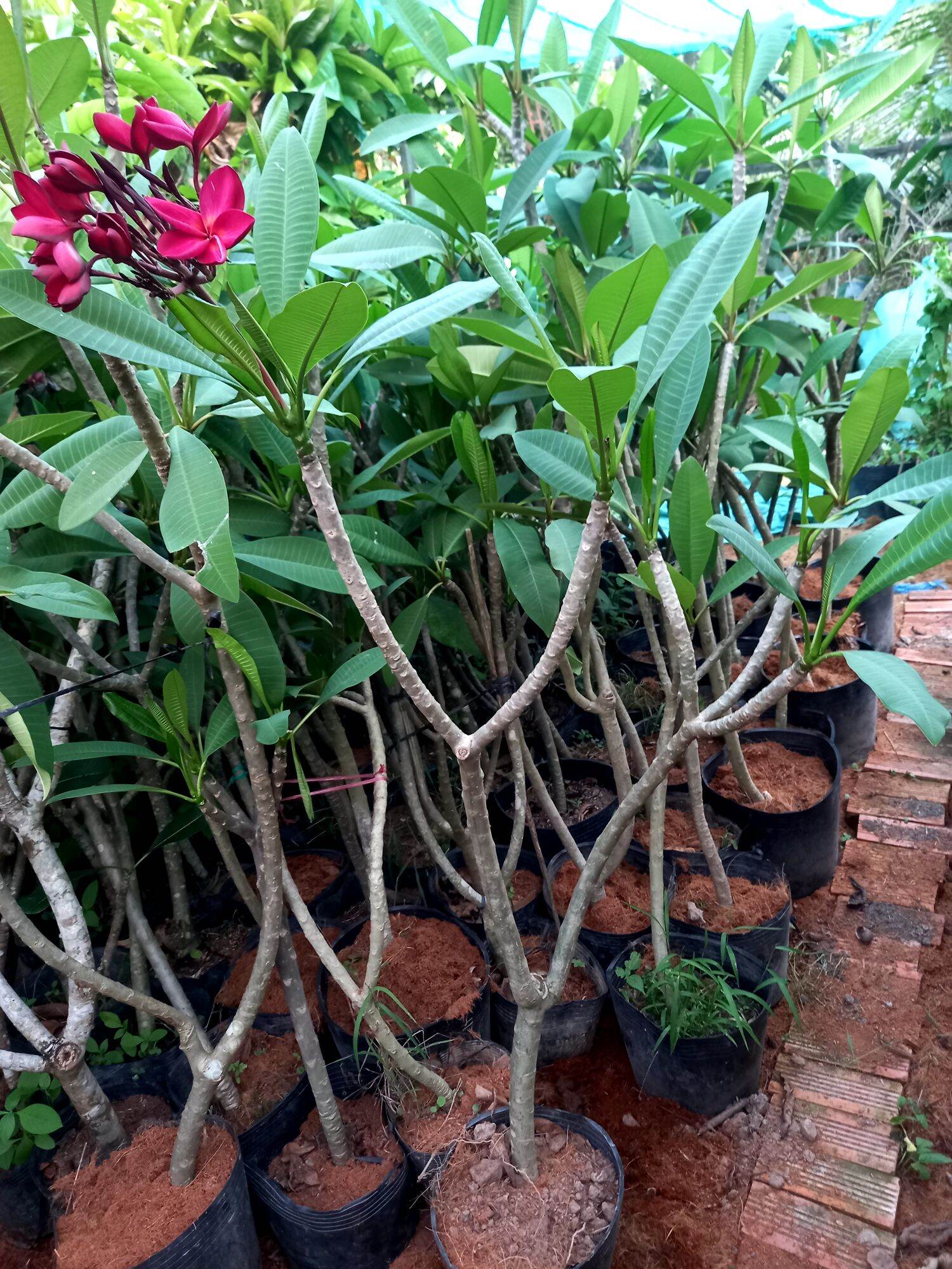 cây sứ đỏ hoa thơm