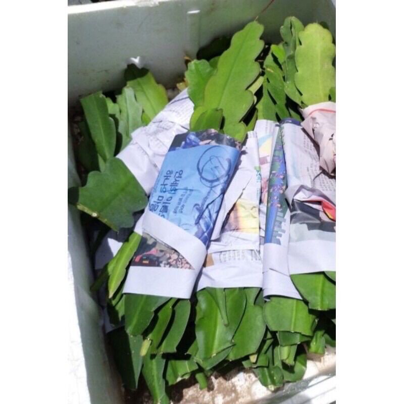 Hoa Nhật Quỳnh(1 lá)