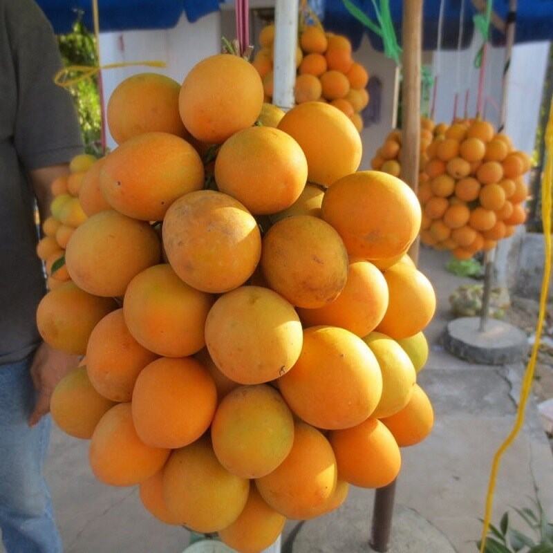 Cây giống Thanh Trà chua ngọt