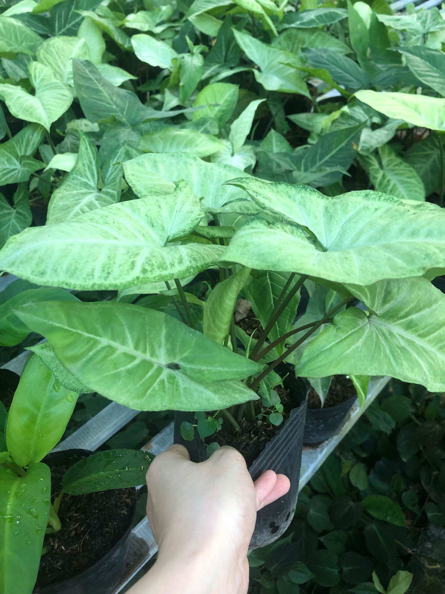 Cây Trầu bà lá trắng/ Cây tróc bạc