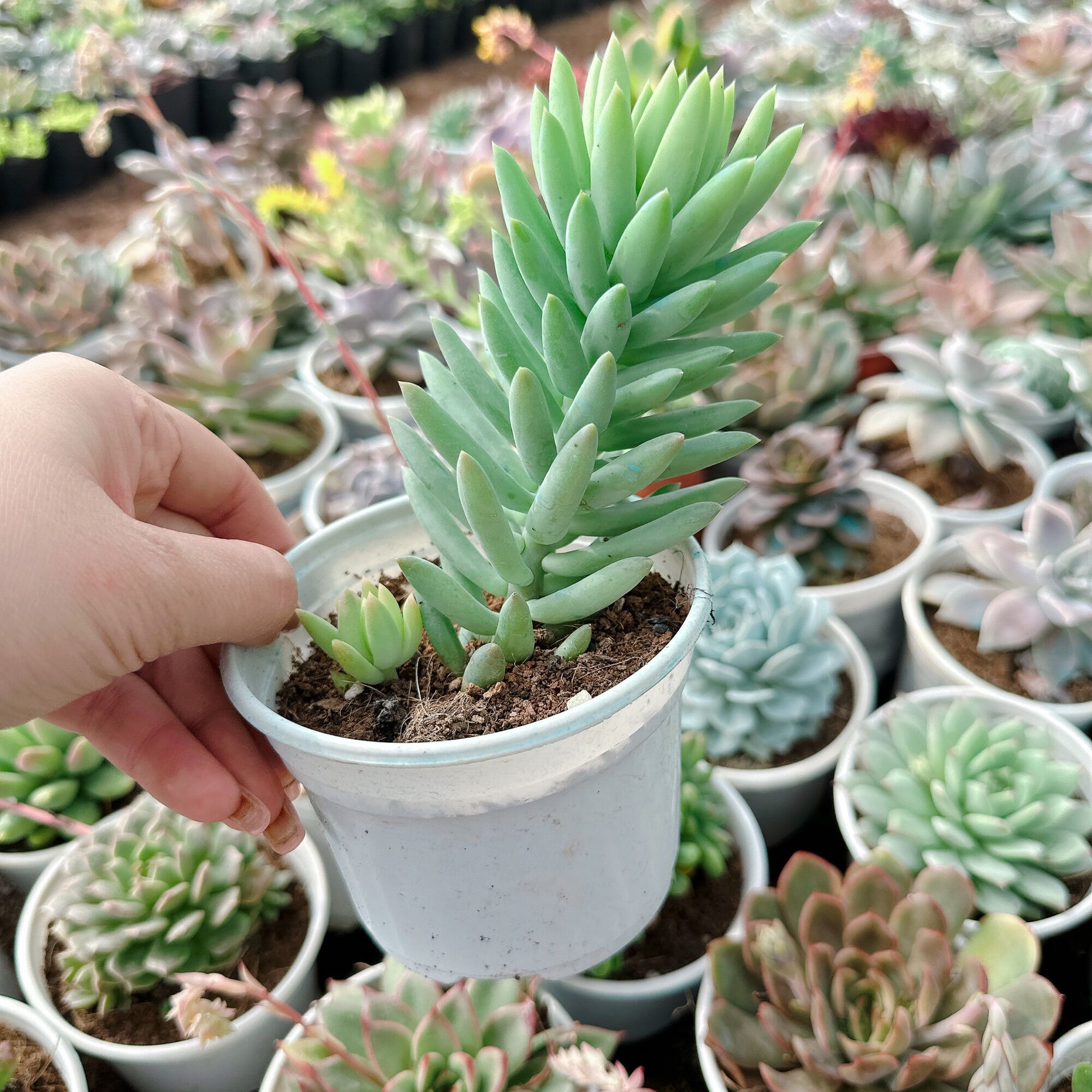 Sen đá chuỗi ngọc lam size trung 5-7cm