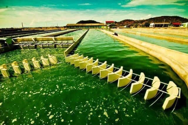 Tảo Spirulina Vĩnh Hảo