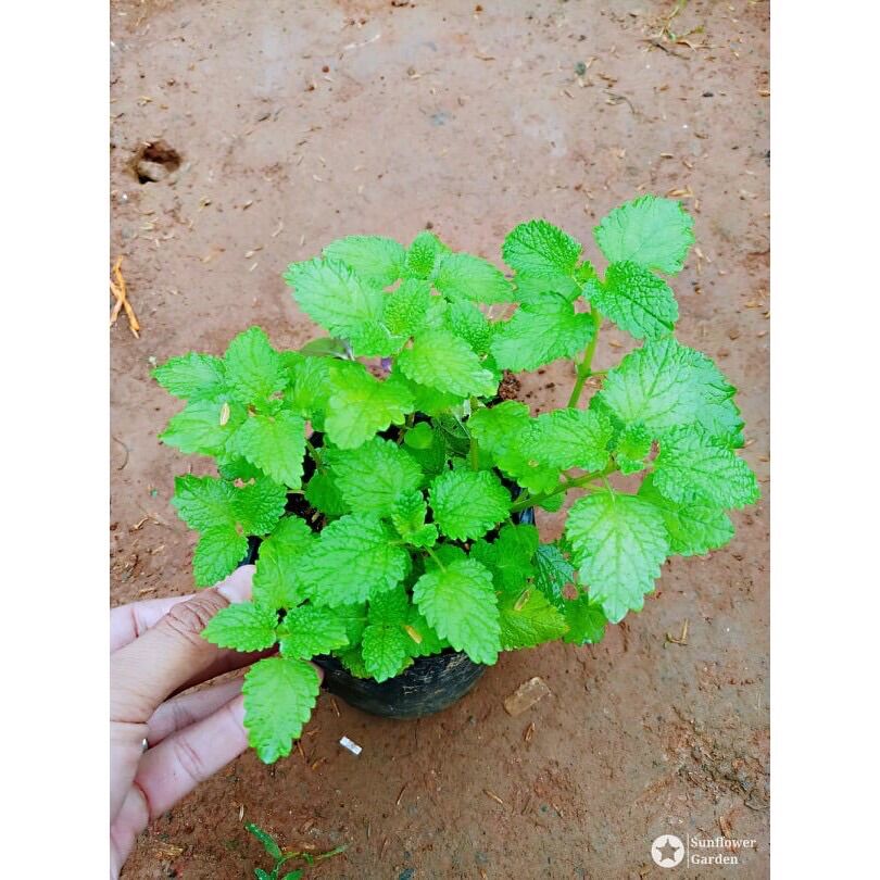 Bạc hà xả chanh chậu lớn