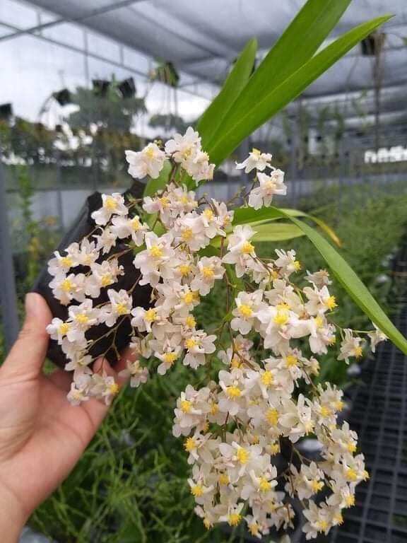 Hoa lan vũ nữ hồng lâu mộng đang nụ hoa