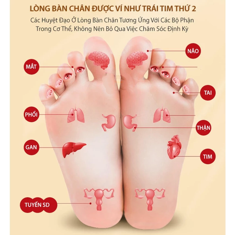 Hộp 50 Miếng Dán Thải Độc Chân Ngải Cứu Bắc Kinh
