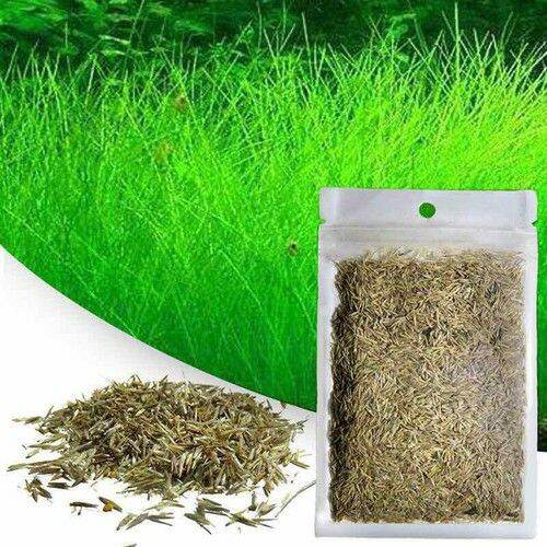 Hạt giống thủy sinh ngưu mao chiên cao