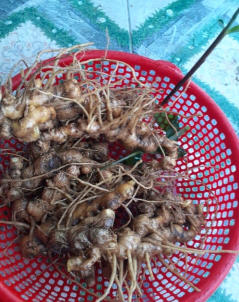 Gừng Gió rừng  Tươi 1 Ký  (Hàng Chuẩn 100%)