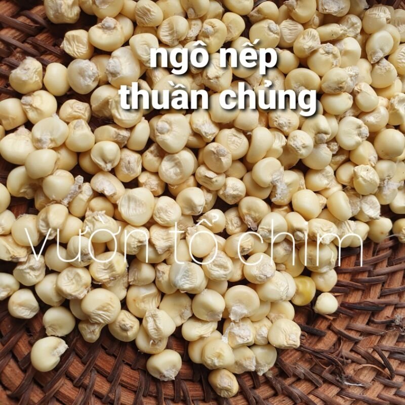 Hạt giống Ngô Nếp bản địa thuần chủng