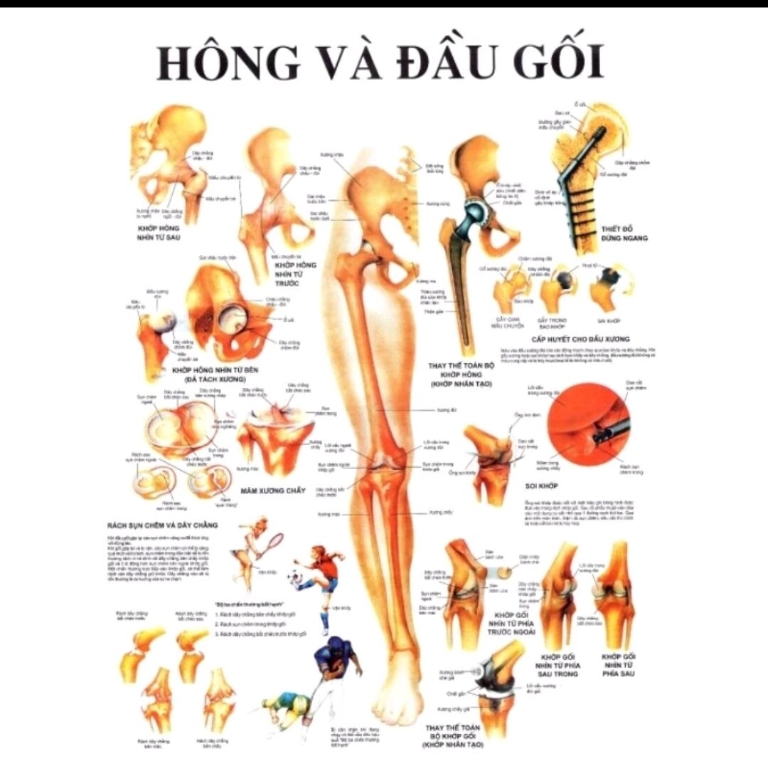tranh giải phẫu các hệ của cơ thể