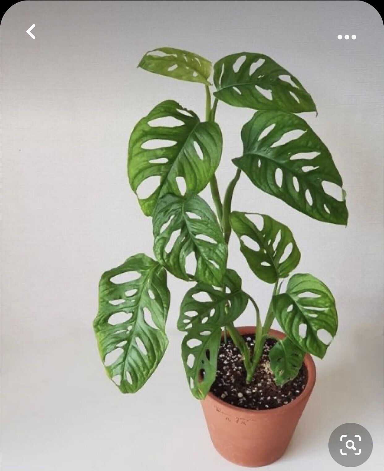 Trầu bà lá lỗ