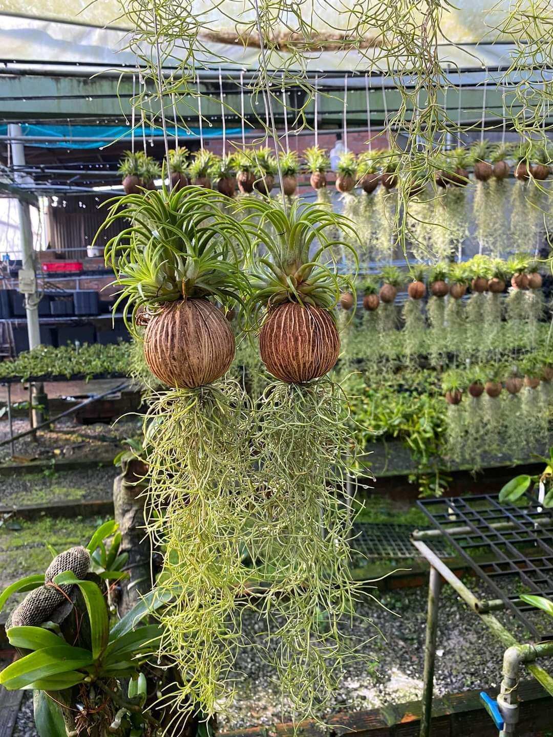 Cây không khí trang trí sân vườn, lọc không khí