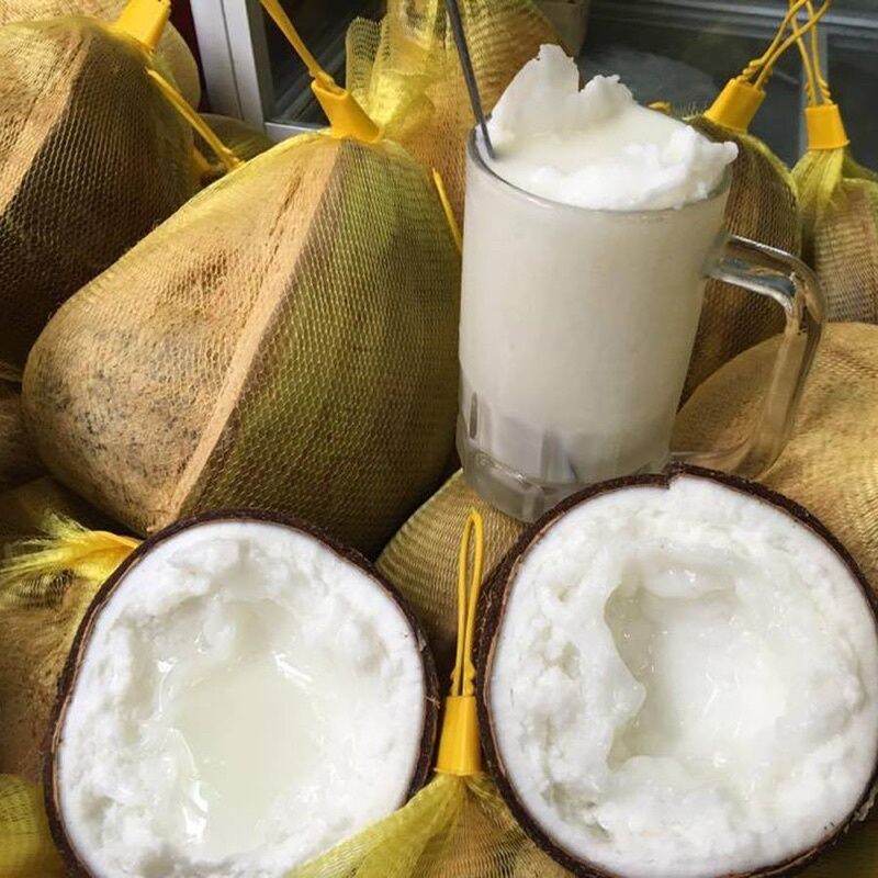 Cây giống dừa sáp, dừa đặc ruột, dừa kem.