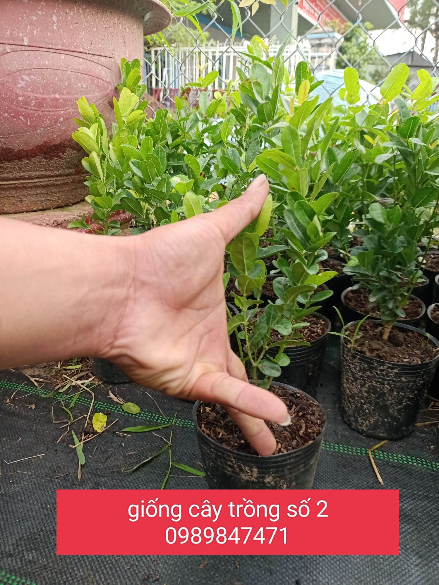 cây siro giống