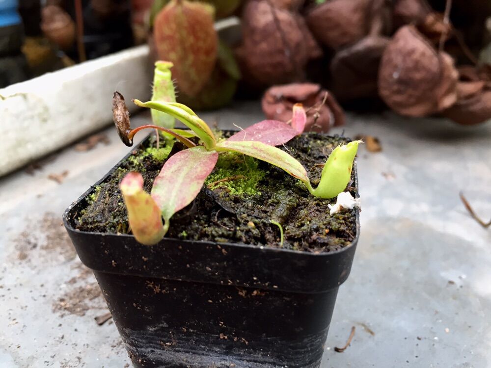 Cây nắp ấm nhỏ