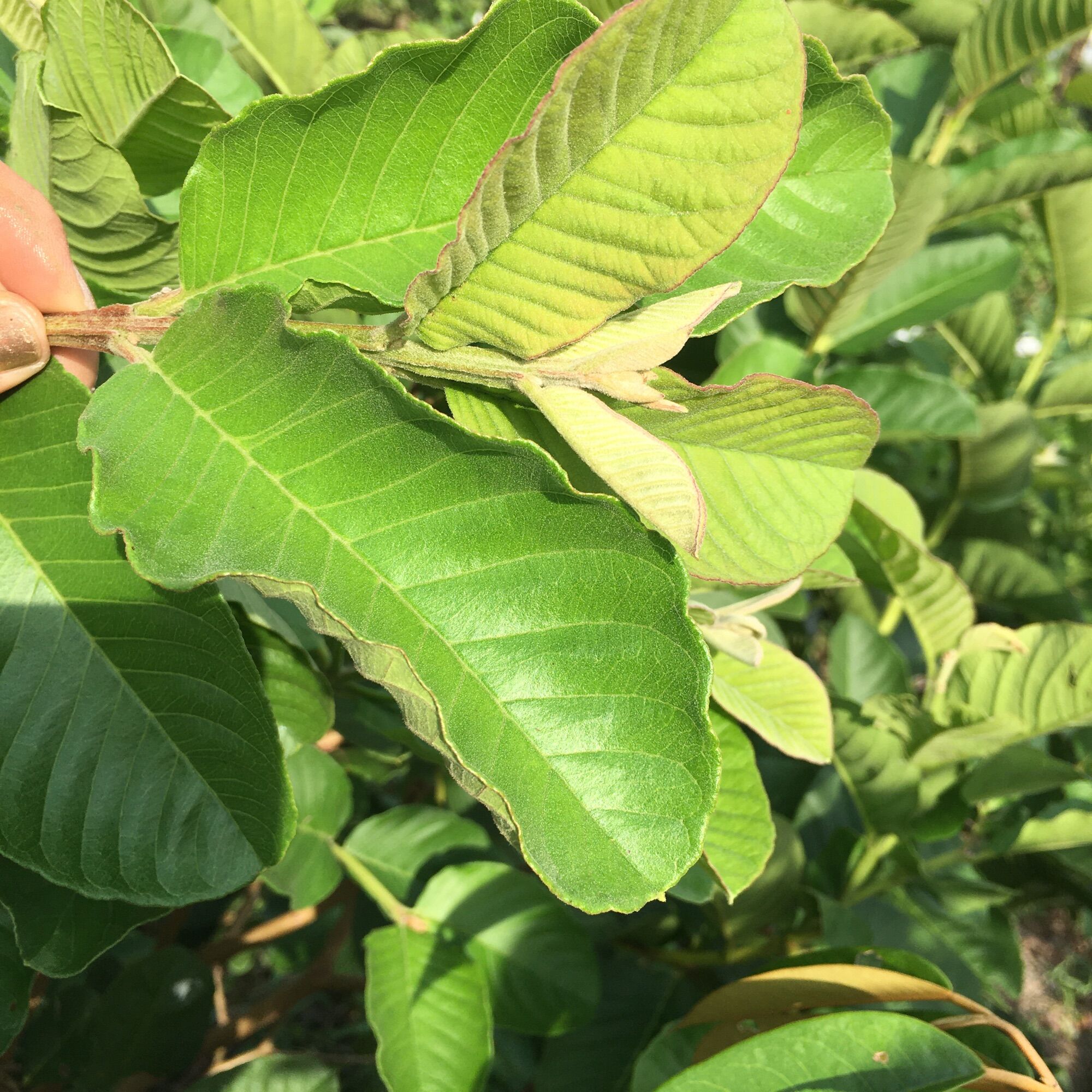 500gr đọt ổi khô (2 cặp lá đọt)