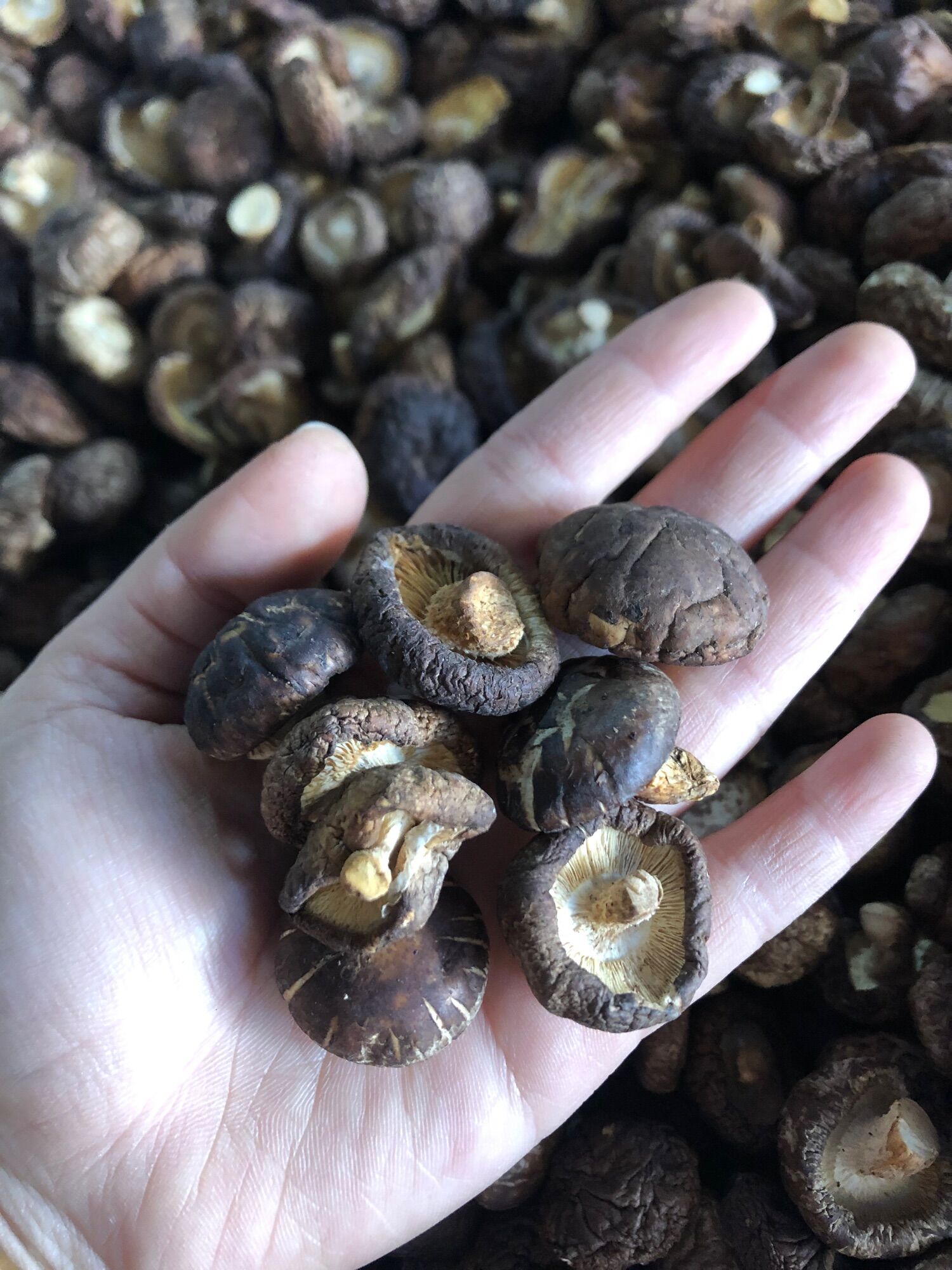 Nấm hương cúc - nấm đông cô