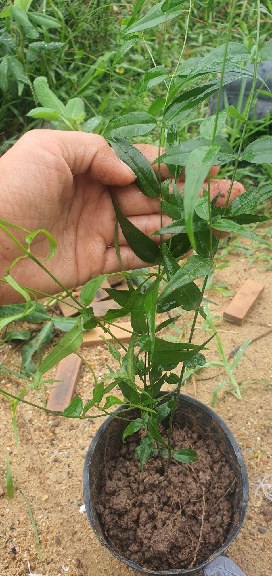 giống chè vằng sẻ| chuẩn giống