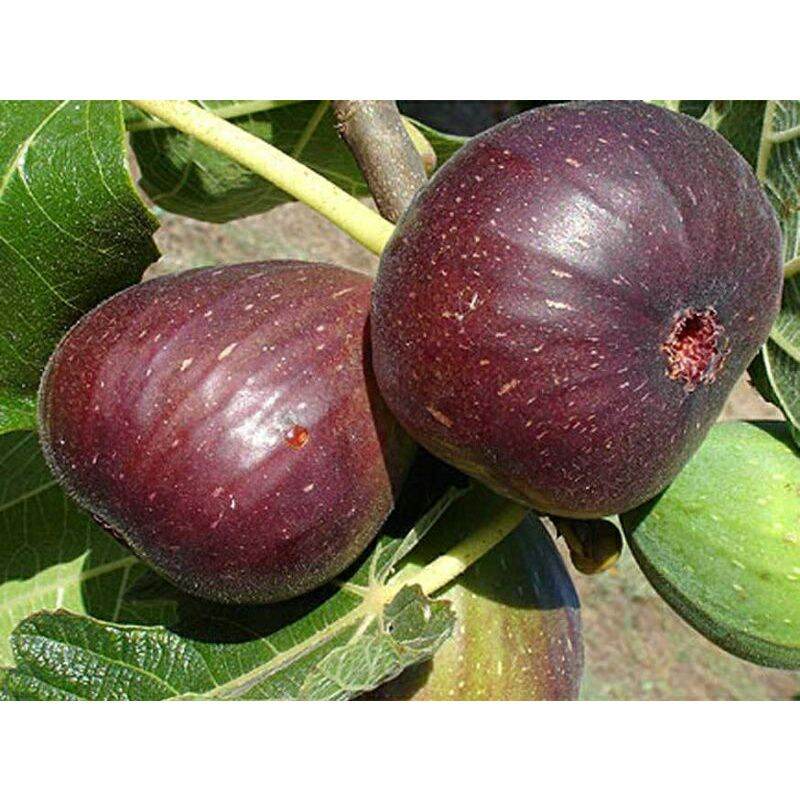 GIỐNG CÂY SUNG MỸ