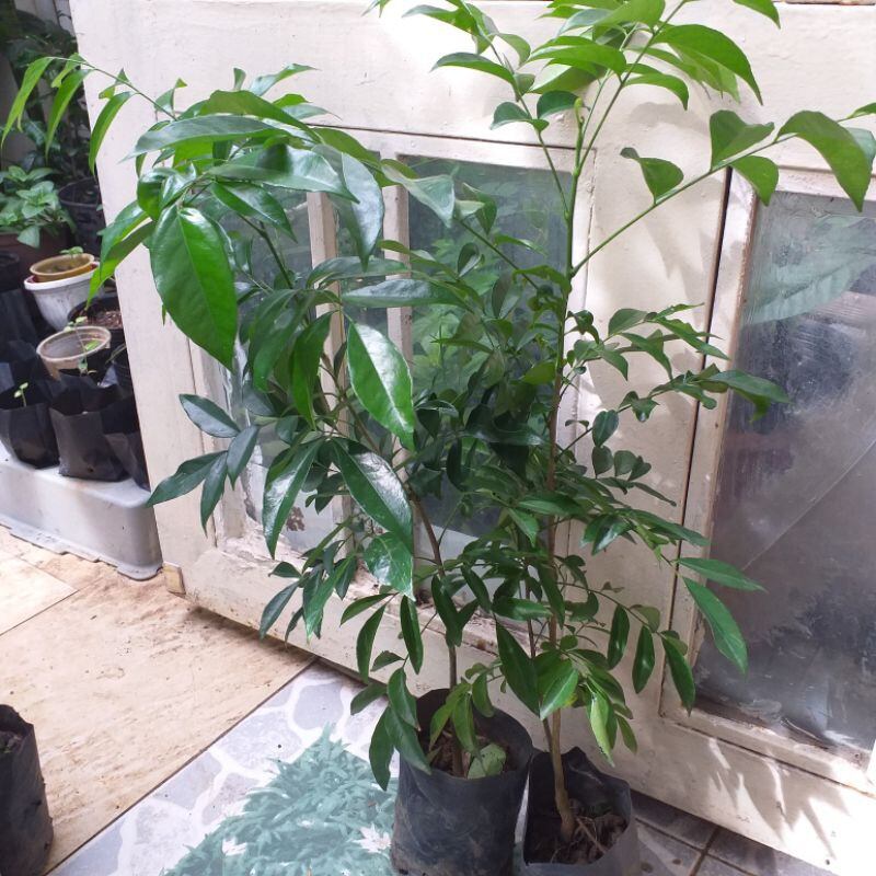The Macadamia Seedling Is 60cm Tall.