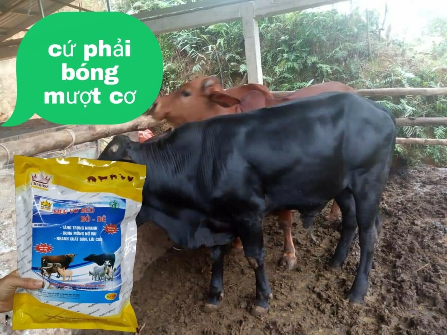 SIÊU VỖ BÉO BÒ DÊ