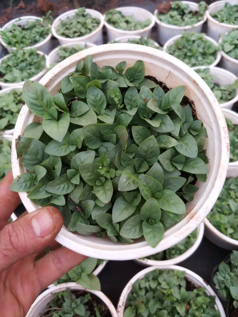 Quế vị xá sị lớn