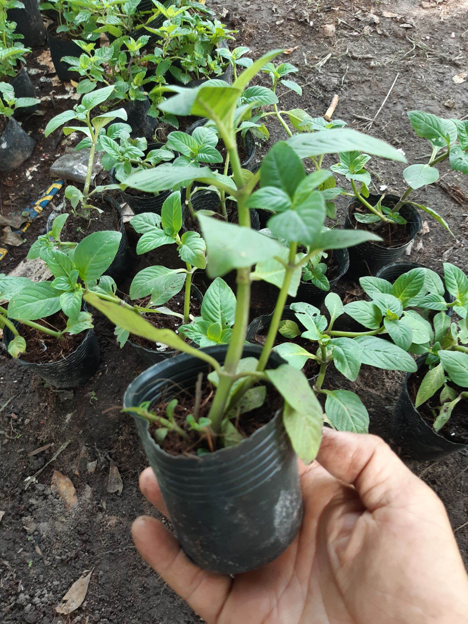 Combo 2 bầu cây rau quế vị