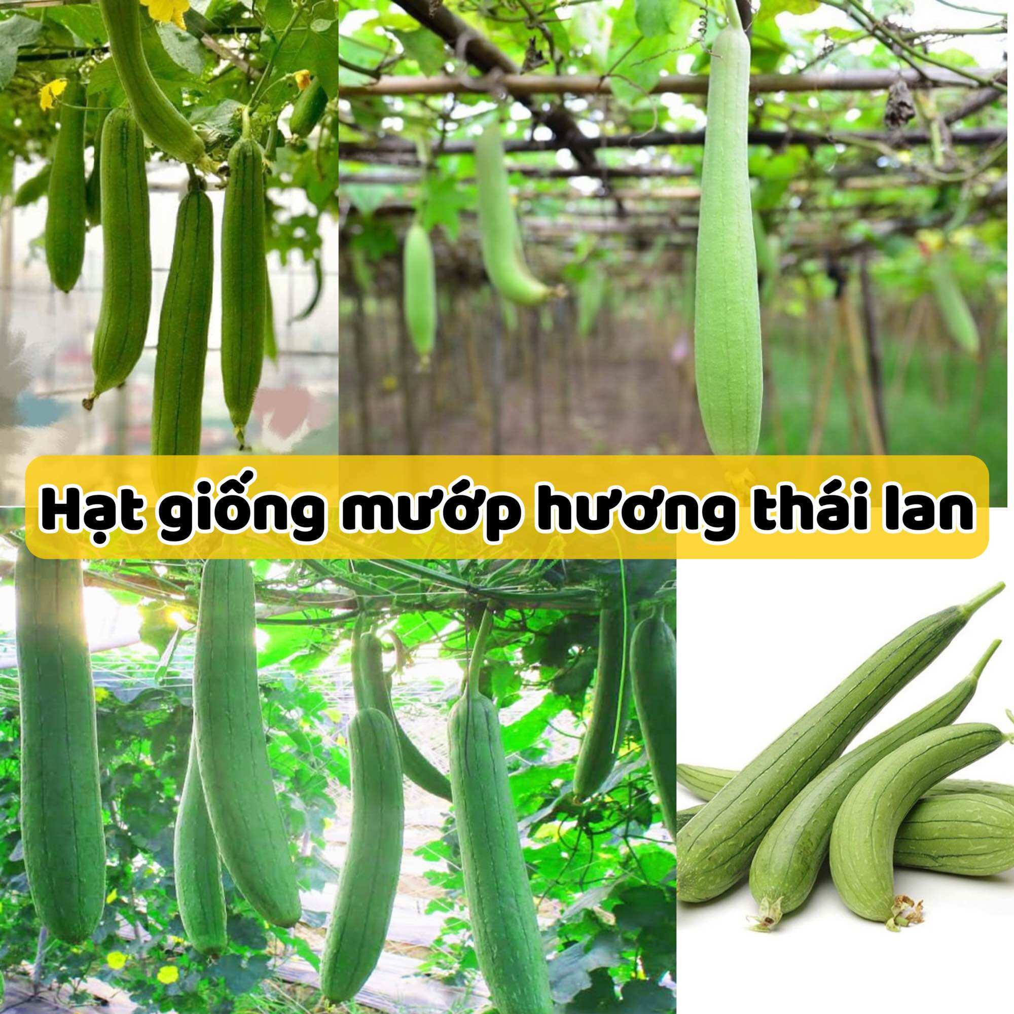 Hạt giống mướp hương Thái Lan - Trái Thơm,Trồng Quanh Năm