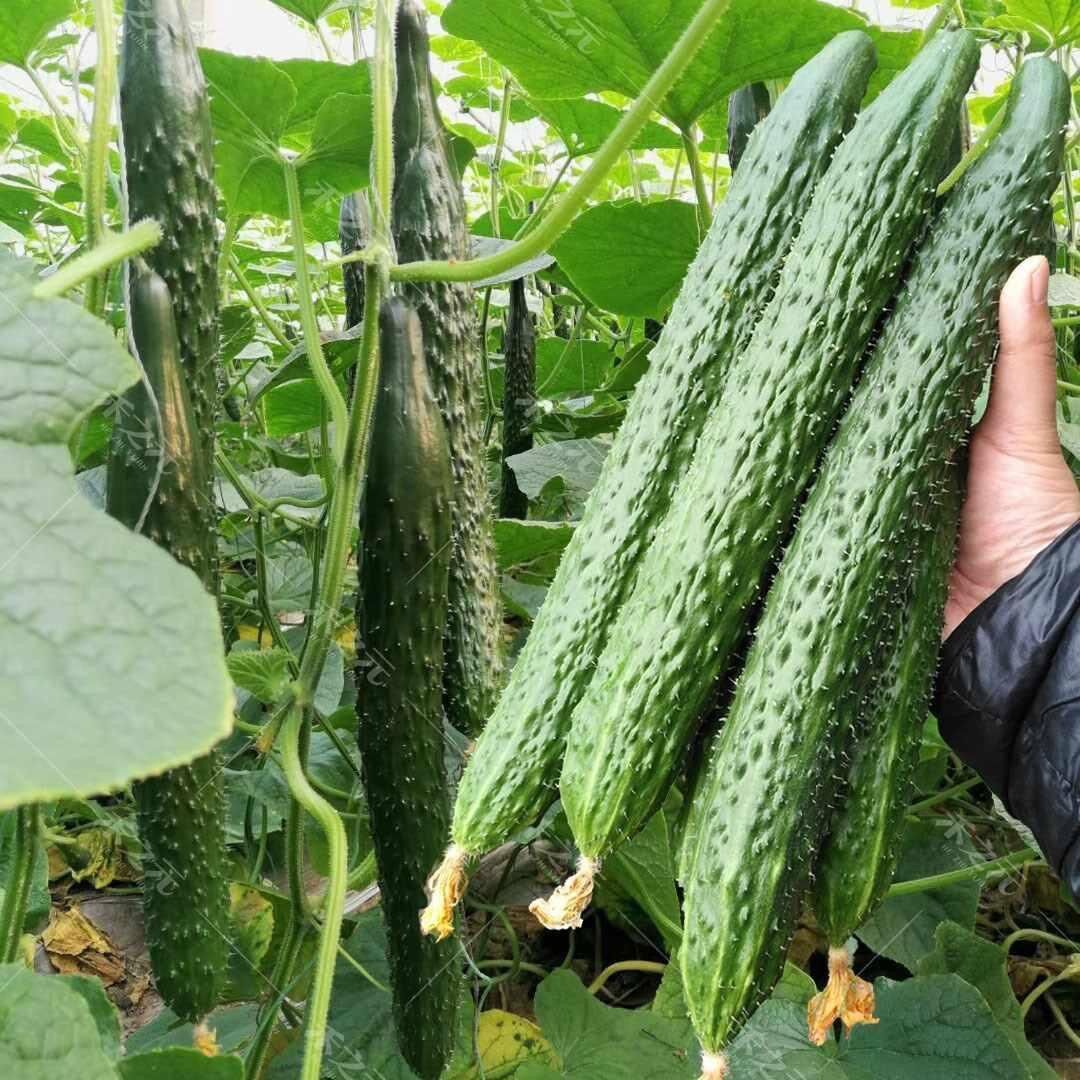 HẠT GIỐNG DƯA CHUỘT GAI NHẬT BẢN