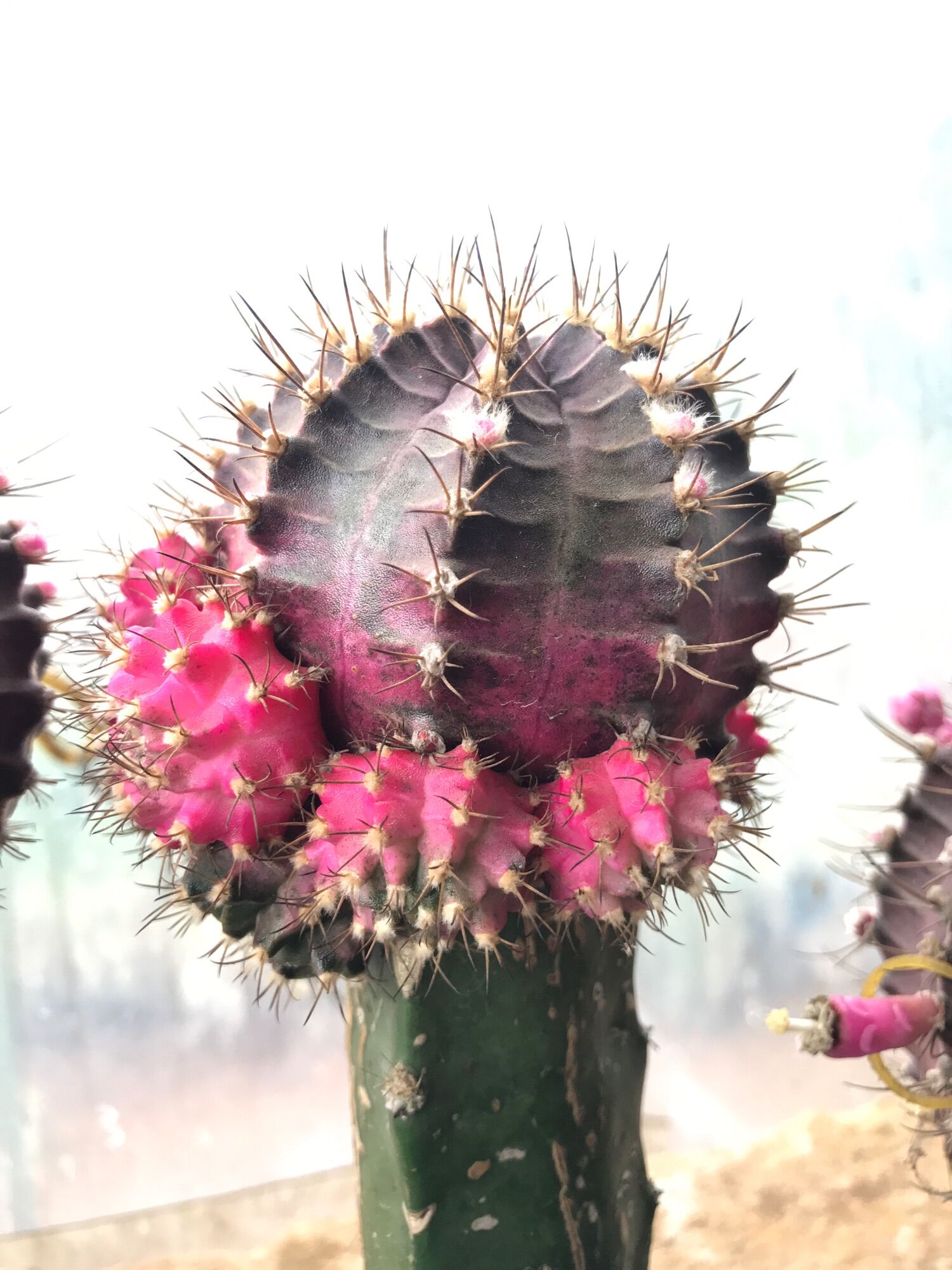 Xương rồng Lồng Đèn màu hồng tháp
