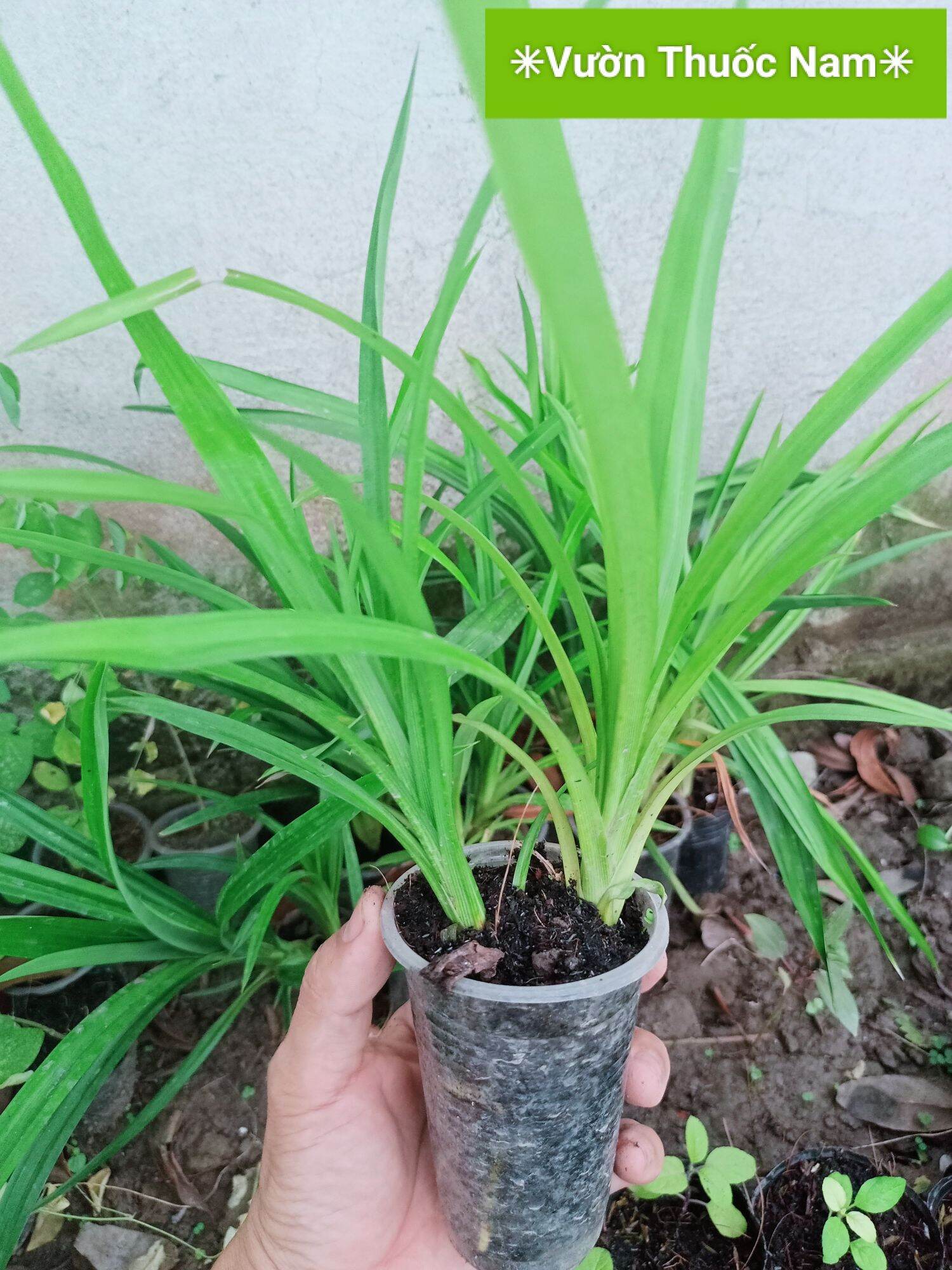 Combo bầu giống 2 cây lá dứa cây lá tám rễ ổn định
