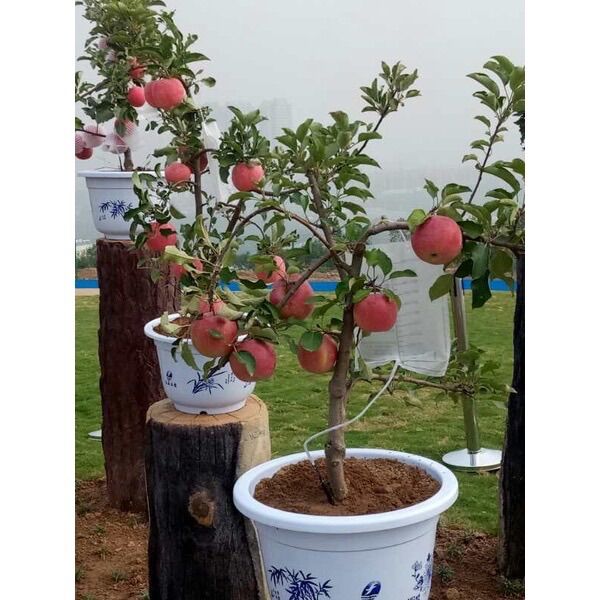 Cây giống táo đỏ lùn siêu trái(1 bầu 40cm)