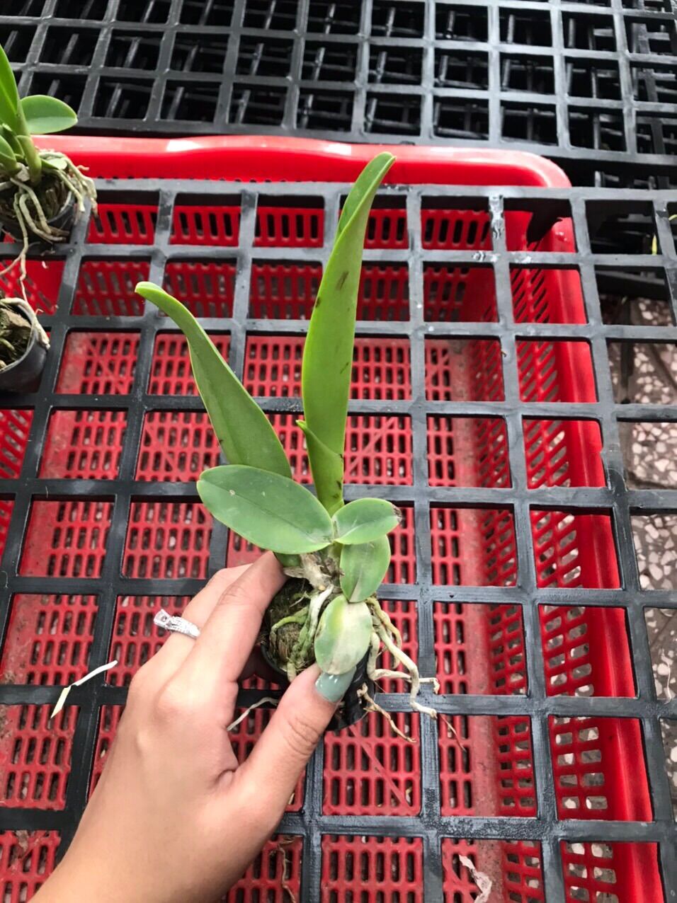 [HCM]Lan Cattleya Long Heo Xanh - cây con