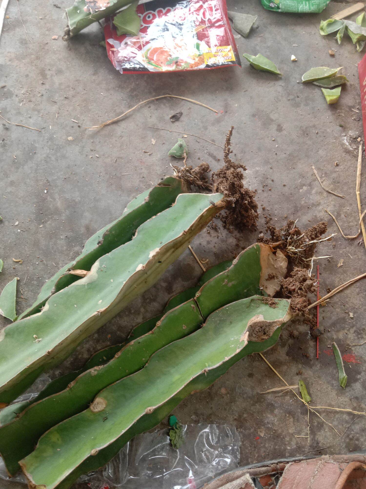 4 cây giống thanh long ruột đỏ có rễ bầu đất tặng 1 cành ruột trắng