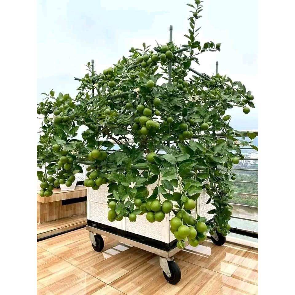 Cây giống chanh lùn tứ quý (1bầu cây cao 35cm)