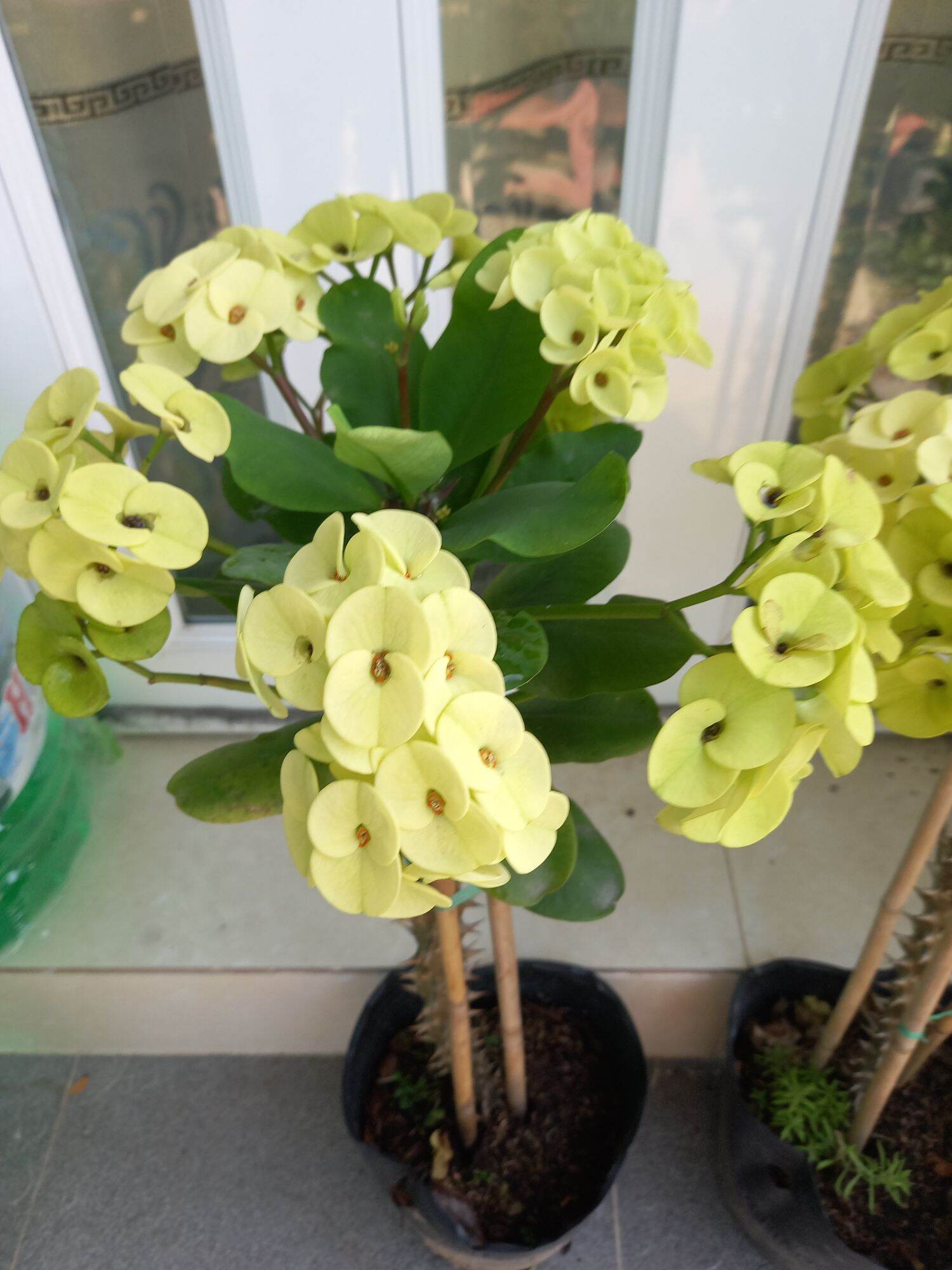 cây sương rồng bát tiên