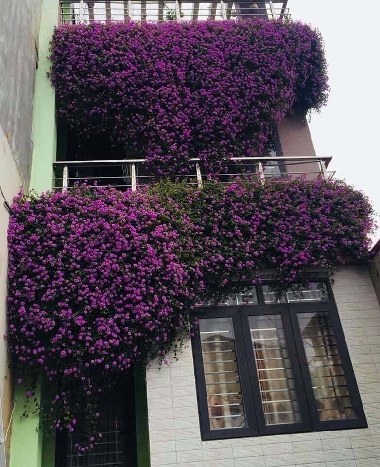 Cây ngũ sắc tím rũ