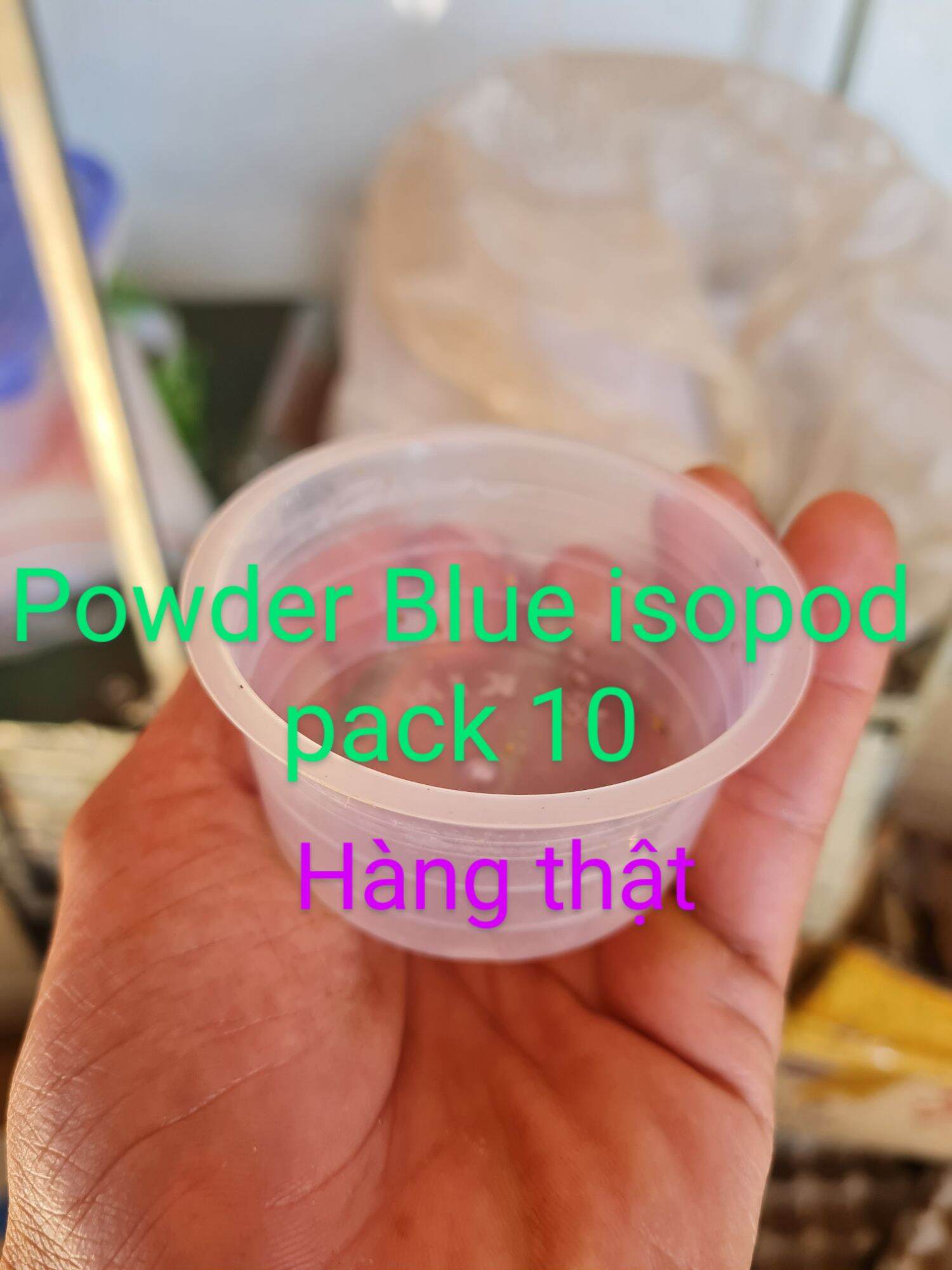 Hộp chứa được dòng Powder Blue isopod pack 10( hàng thật 10pe)