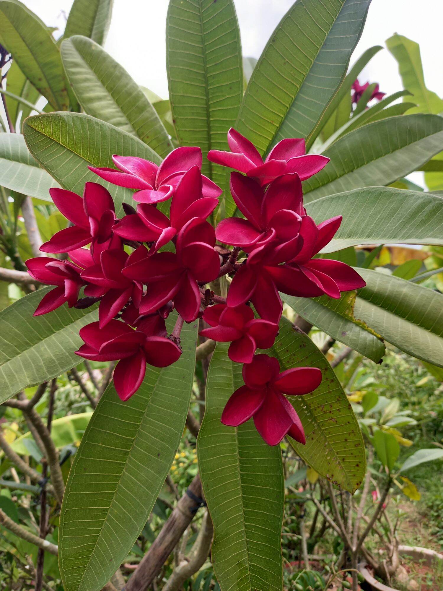 cây sứ đỏ hoa thơm